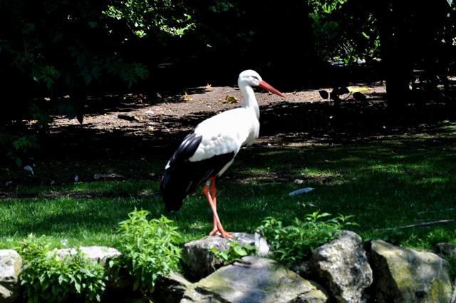 min 2013 07 06 beauval 257